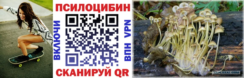 Галлюциногенные грибы Psilocybine cubensis Сыктывкар